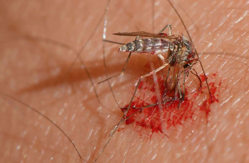 Eine Mücke saugt Blut aus dem Arm eines Menschen: Die Plagegeister sorgen für juckende Quaddeln auf der Haut und werden als extrem lästig empfunden.