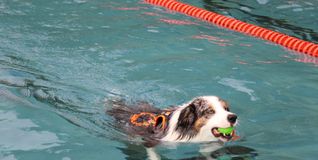 Hunde spielen gern, Hunde schwimmen gern. Auch im Böblinger Freibad.