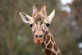 Der Giraffenbulle Tilodi ist neu in der Wilhelma.