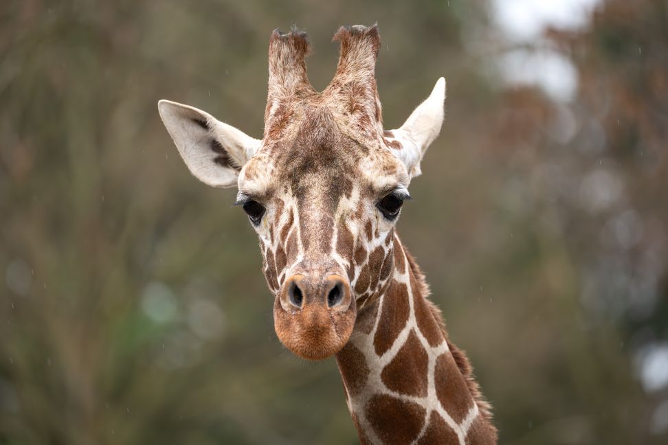 Der Giraffenbulle Tilodi ist neu in der Wilhelma.