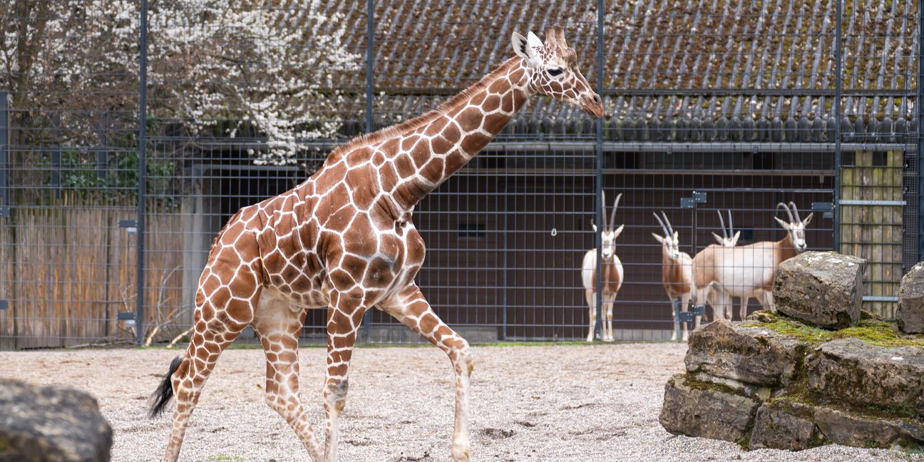 Der Giraffenbulle Tilodi ist neu in der Wilhelma.