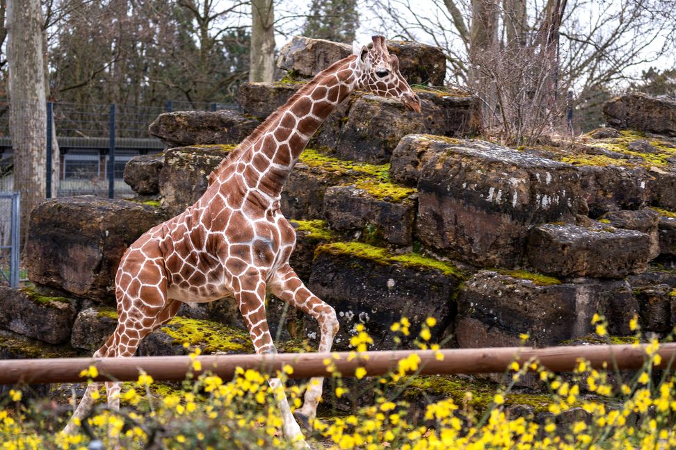 Der Giraffenbulle Tilodi ist neu in der Wilhelma.