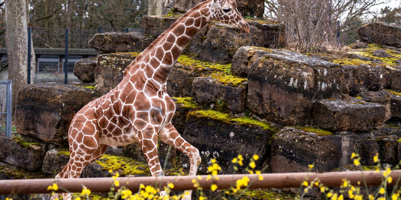 Der Giraffenbulle Tilodi ist neu in der Wilhelma.