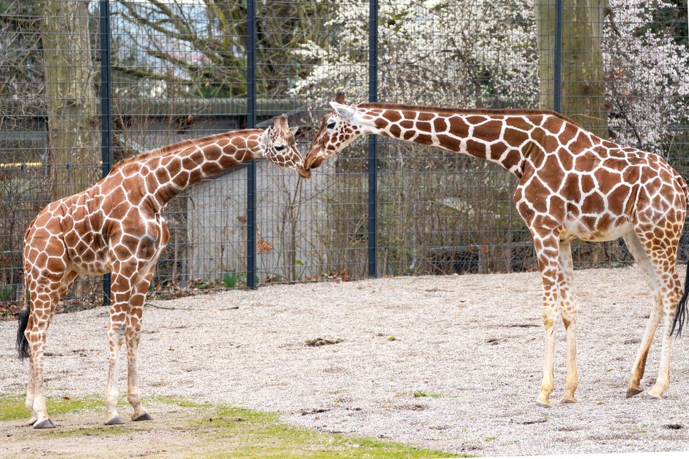 Der Giraffenbulle Tilodi ist neu in der Wilhelma.