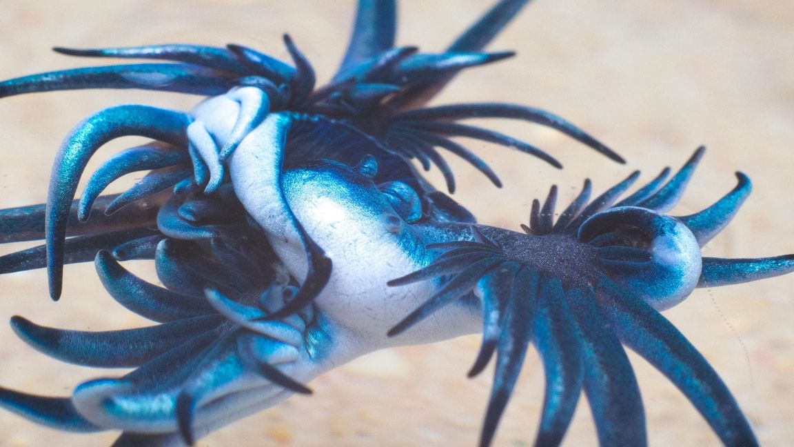 Blauer Drache: Solche blau gefärbten Ozeanschnecken sind an der spanischen Costa Blanca gesichtet worden.