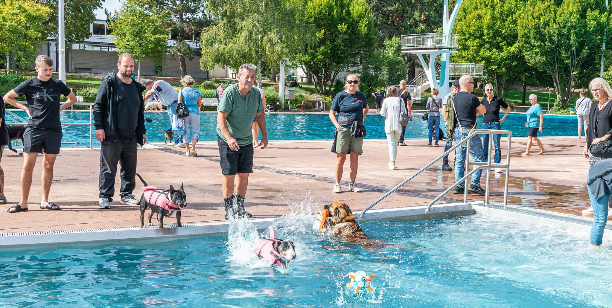 Mitten im Getümmel sind auch die beiden Mini-Bullterrier Josefine und Kalissi. Elegant gekleidet mit einer rosa Schwimmweste samt Haifischflosse ging es für Josefine immer wieder ins Wasser, während Kalissi lieber am Beckenrand die Aufsicht führte.