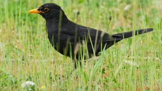 Die Amsel braucht naturnahe Gärten und Grünflächen. (Archiv)