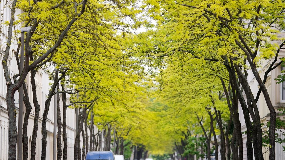 Gleditschien zählen zu den "Klimabäumen"- sie können auch Hitze in der Stadt vertragen.
