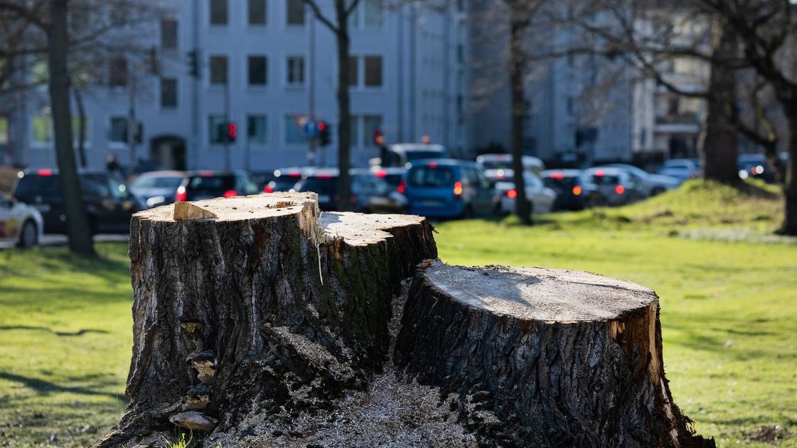 Kommunen müssen noch mehr zum Erhalt ihrer Bäume tun, mahnen Forscher.