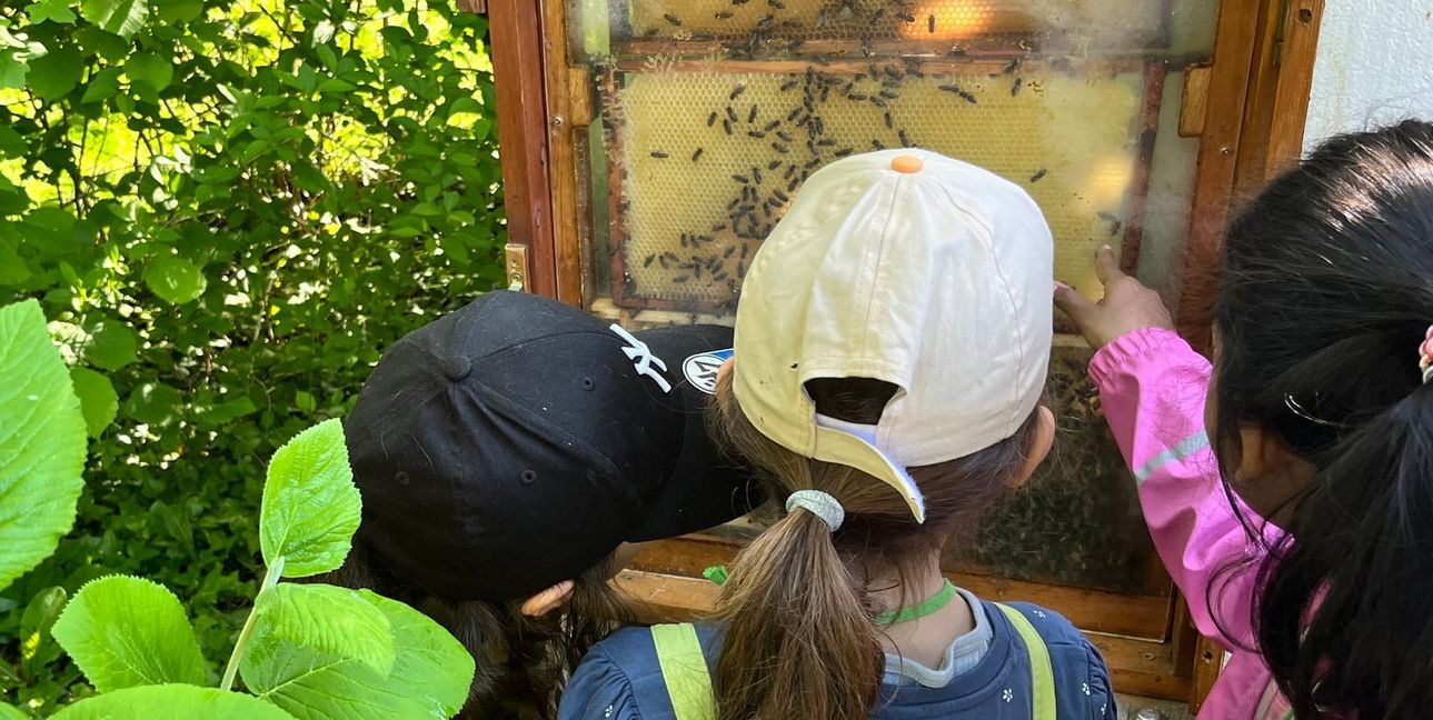 Die Kinder suchen im Schaukasten die Bienenkönigin.