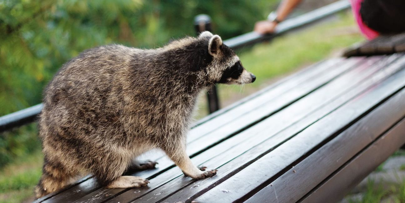 Begegnungen mit Füchsen, Waschbären und andere Arten werden immer häufiger. Bild: Adobe Stock/Natalia