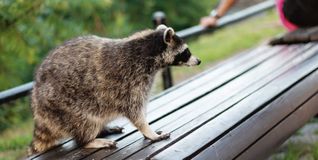 Begegnungen mit Füchsen, Waschbären und andere Arten werden immer häufiger. Bild: Adobe Stock/Natalia