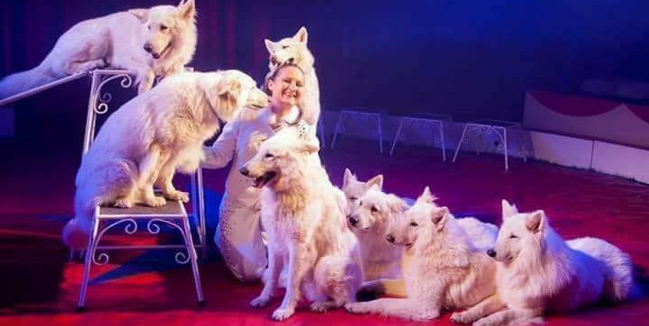 Die weißen Schäferhunde von Rafaela sindeine der Attraktionen beim Hofmeister-Zirkus.