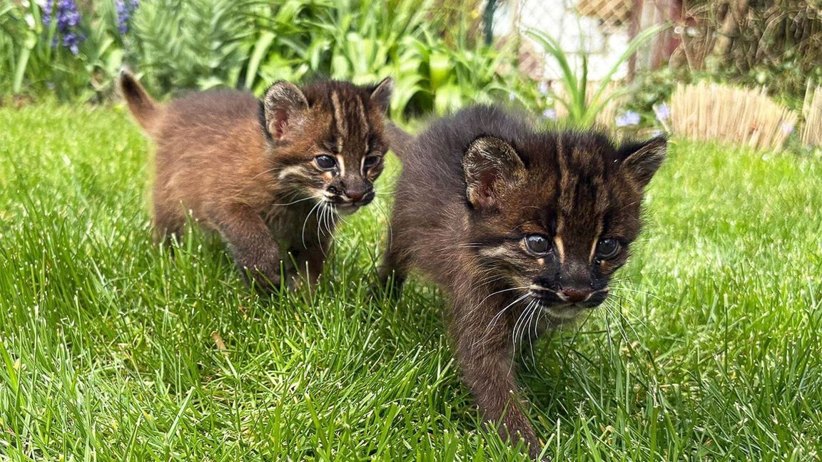 Die beiden Asiatischen Goldkatzen Samin und Mirza in ihrem Gehege im Heidelberger Zoo.