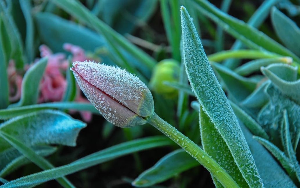 Muss man noch einmal mit Frost rechnen?