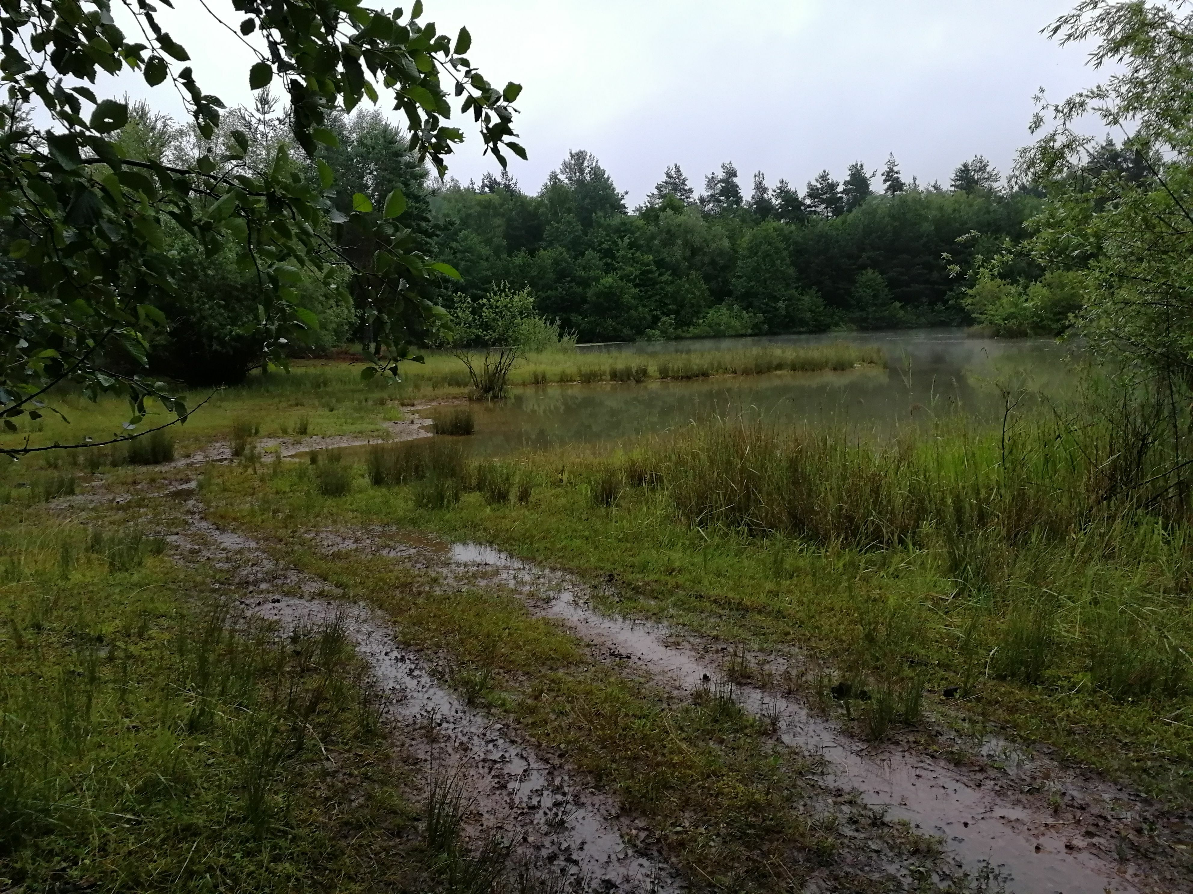 schmuddeliges-paradies-amphibien-mogens-so Bild: Umweltschutzabteilung US-Army