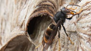 Eine Ausbreitung der Asiatischen Hornisse sei trotz aufwendiger Maßnahmen nicht aufzuhalten.