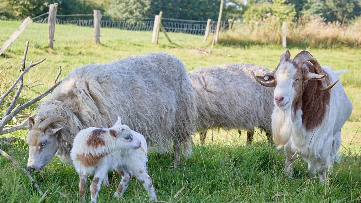 Auf einem Resthof im nördlichen Schleswig-Holstein ist sehr wahrscheinlich ein sehr seltenes Mischwesen geboren worden - eine Schiege.
