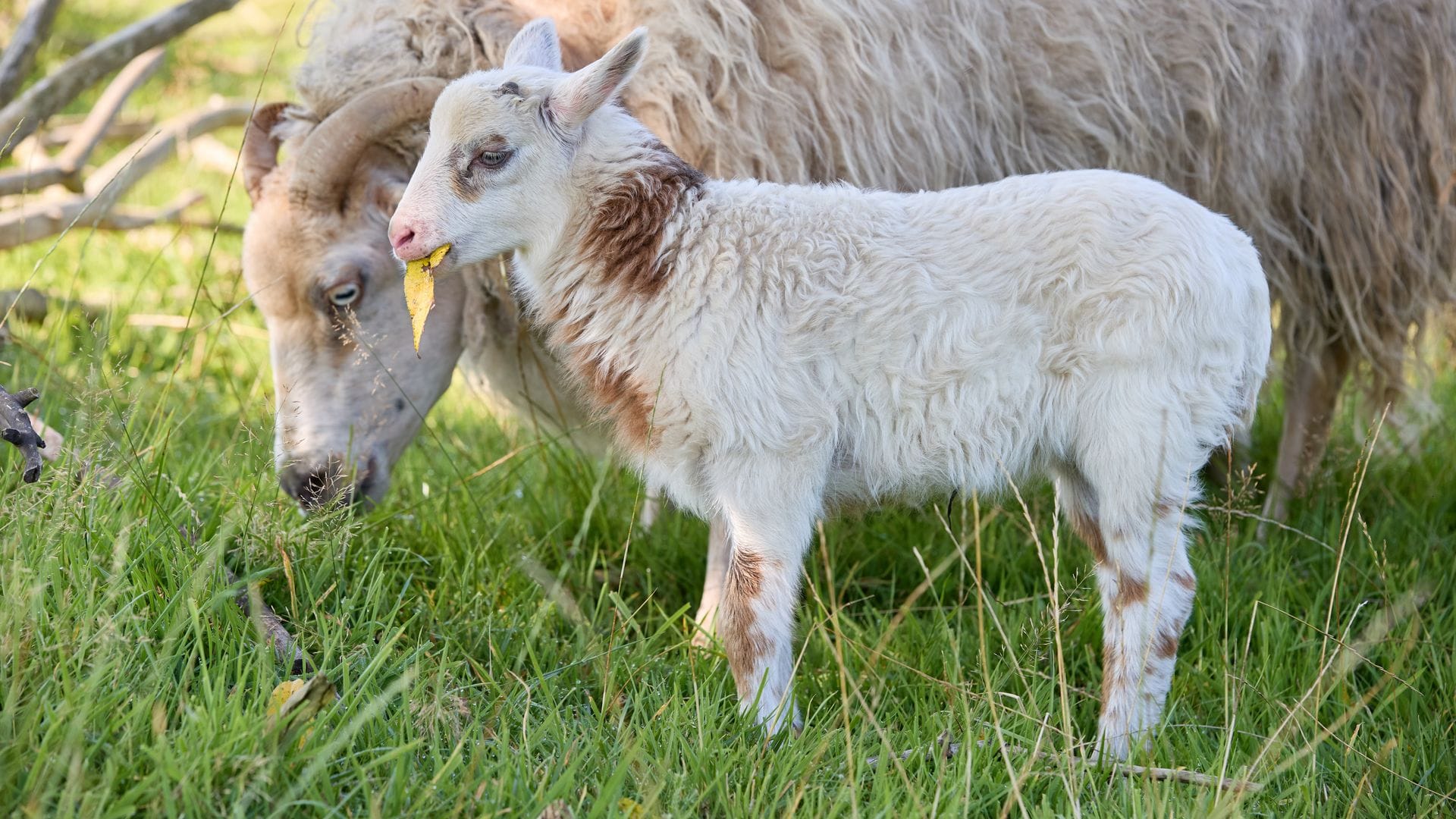 Rund zwei Wochen ist der kleine Schiegenbock nun alt.