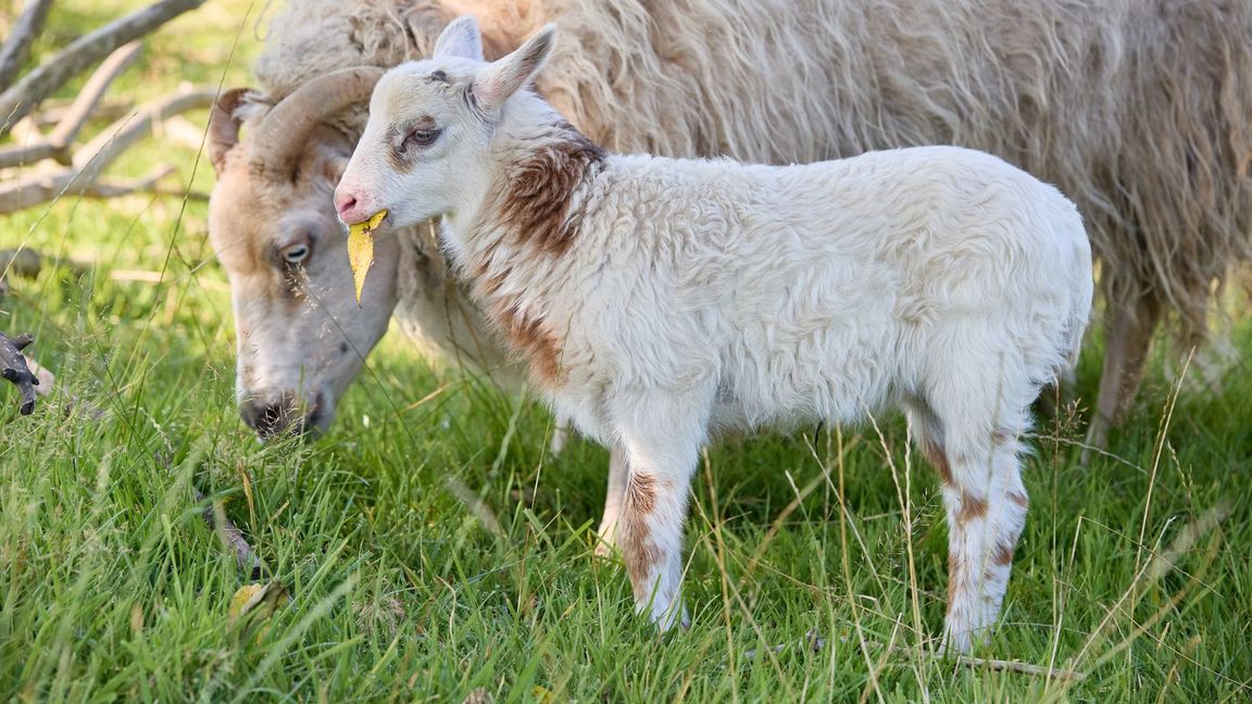 Rund zwei Wochen ist der kleine Schiegenbock nun alt.