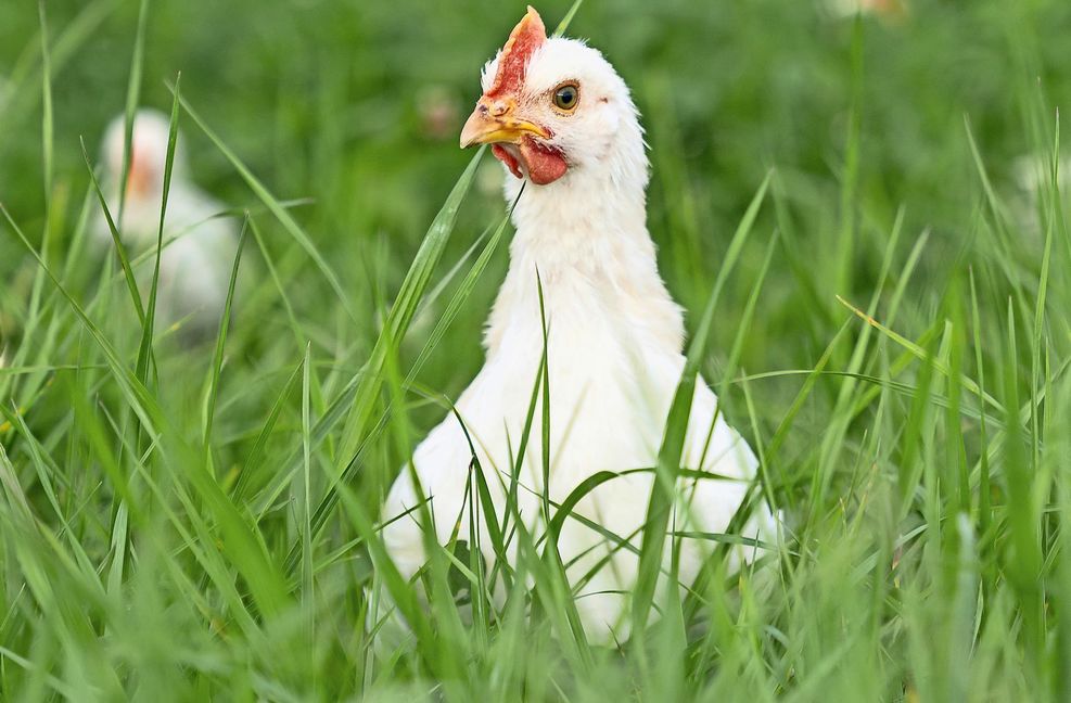 Die Hähne auf Christoph Hönigs Hof werden teilweise in Freilandhaltung aufgezogen.