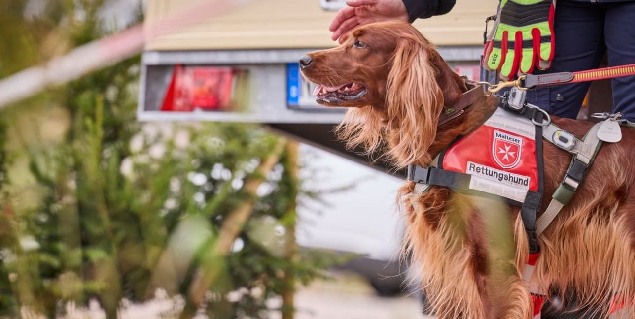 Einsatz auf vier Pfoten: In der Rettungshundestaffel der Malteser suchen Mensch und Tier gemeinsam nach Vermissten.