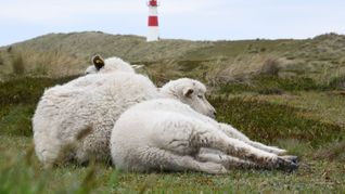 Der Goldschakal, der auf Sylt Dutzende Lämmer gerissen hat, darf wieder gejagt werden (Archivbild).