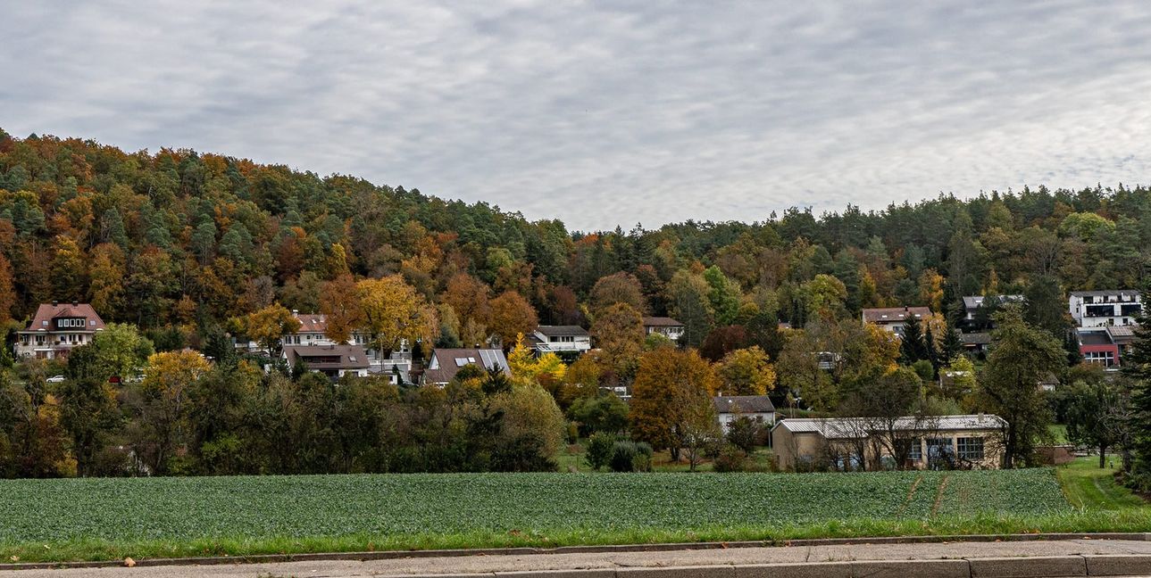 Blick auf die dicht zugewachsene Talstraße von der Kreisstraße Aidlingen-Grafenau aus.