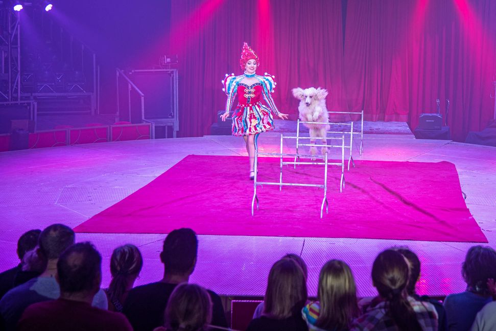 Der Zirkus kommt ohne Großtiere aus. Bild: Nüßle