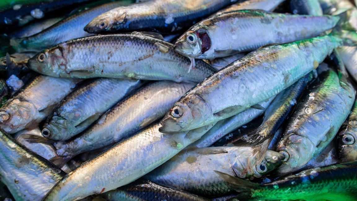 Das Abkommen soll die Fischerei nachhaltiger machen. (Symbolbild)