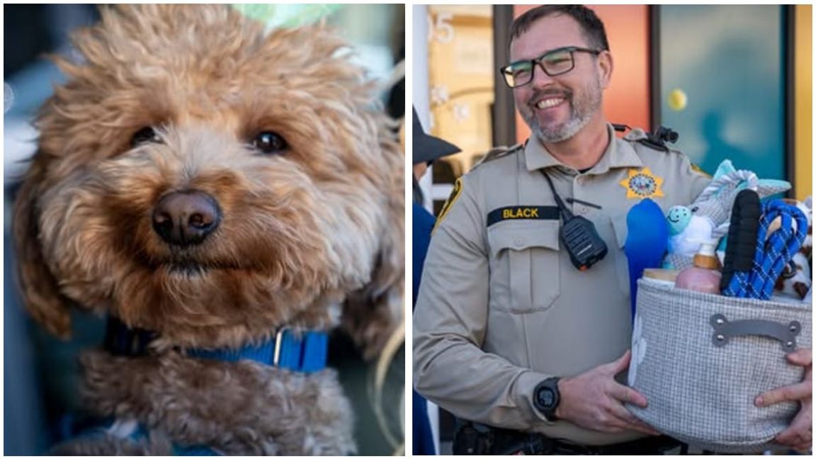 Golden Doodle "Jet Blue" wurde von seinem Finder, Officer Skeeter Black, adoptiert.