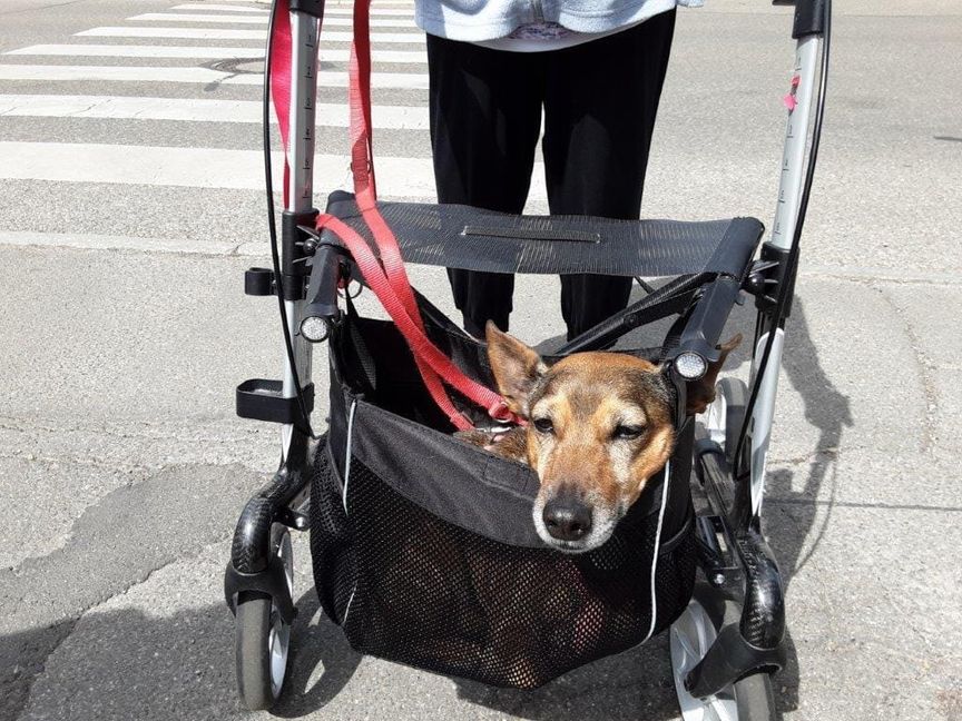 So schön möchte man‘s haben: Dem kleinen Besucher macht es sichtlich Spaß, sich auch mal im Rollator umherkutschieren zu lassen.