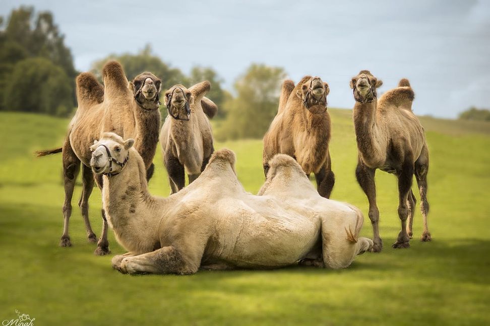 Der Kamelhof in Weil im Schönbuch.