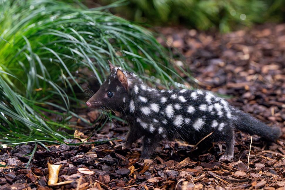 Die Jungtiere der Quolls erkunden selbständig ihre Anlage im Nachttierbereich der Terra Australis.
