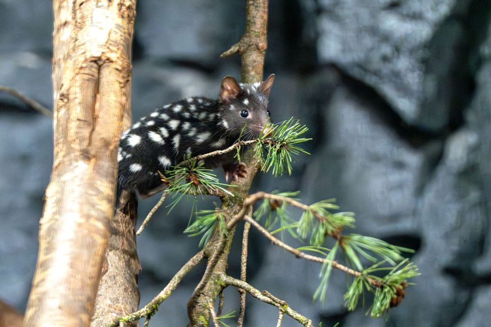 Die Jungtiere der Quolls erkunden selbständig ihre Anlage im Nachttierbereich der Terra Australis.