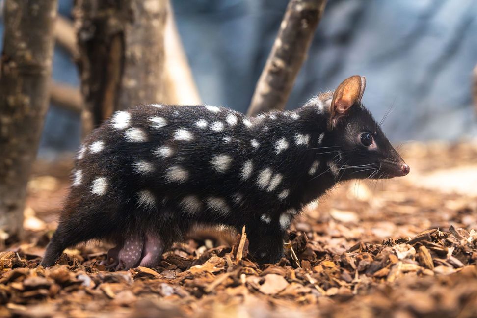 Die Quoll-Mutter kurz vor Weihnachten 2024 mit den Jungtieren, damals im Alter von acht Wochen: An den Zitzen festgesaugt wurden sie rund um die Uhr umhergetragen.