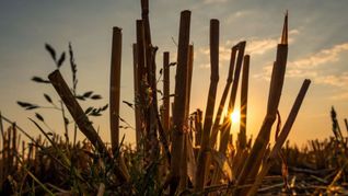 Wird es 2025 auf den Feldern wieder so aussehen wie schon im „Jahrhundertsommer“ 2018? So viel steht fest: Nichts Genaues weiß man nicht!