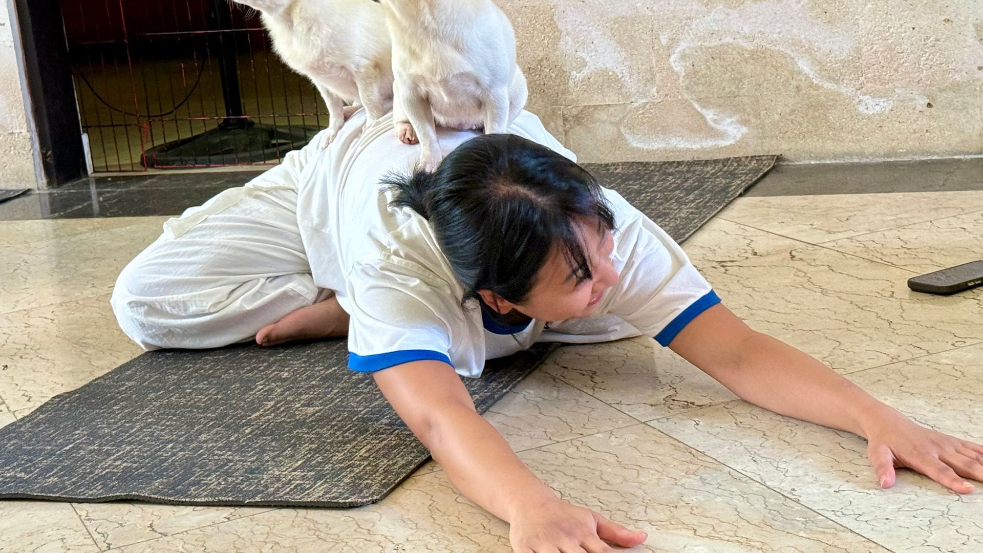 Fast sieht es aus, als hätten die kleinen Hunde selbst eine Yogapose eingenommen.