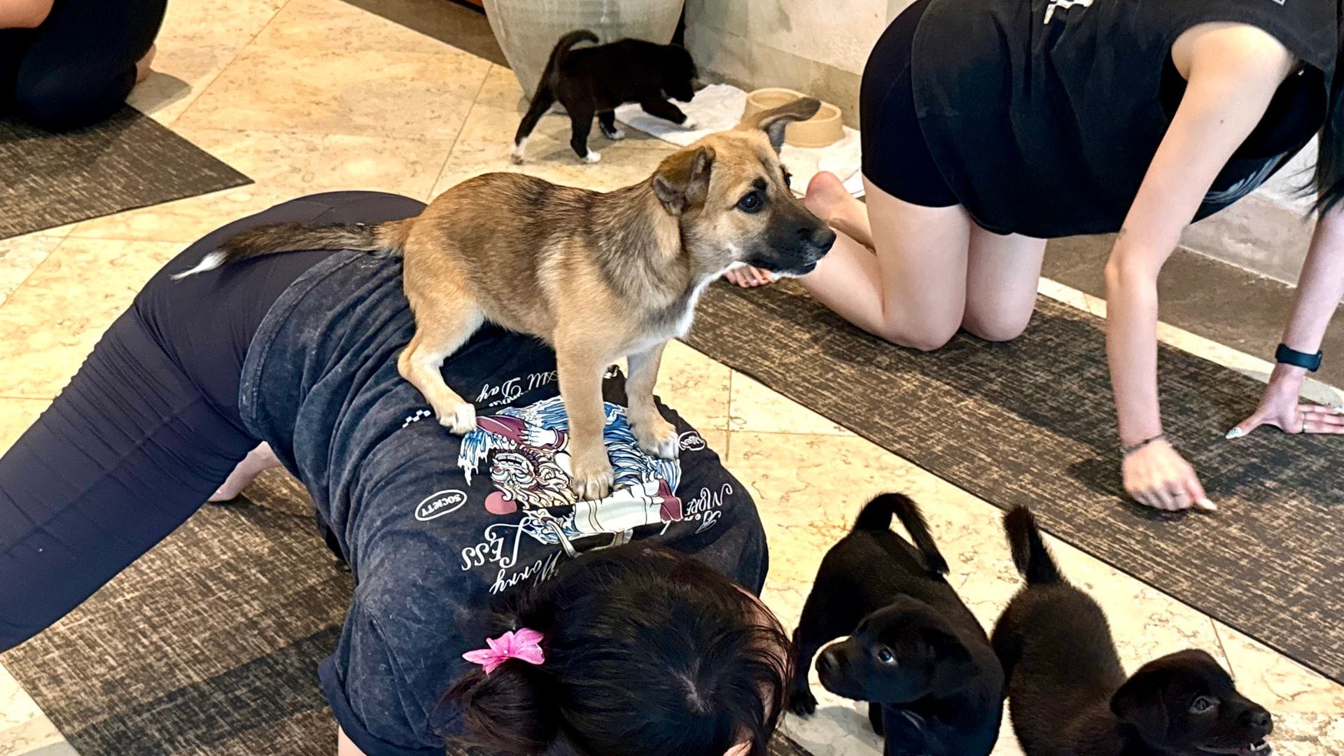Die Hundebabys sollen das Tempo vorgeben.