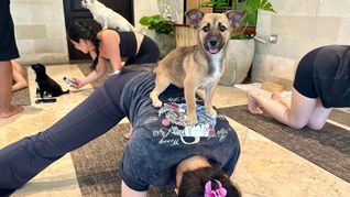 Beim Puppy Yoga springen die Welpen gerne auf den Rücken der Teilnehmer.