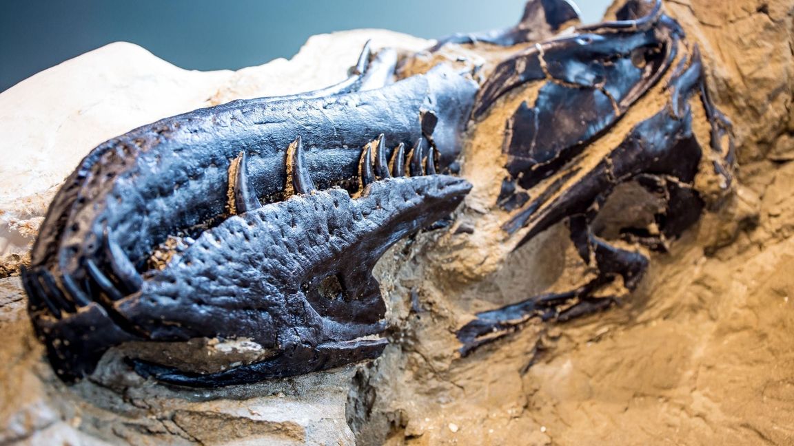 Bisher galten Fossilien von Nanotyrannus lancensis vielen Wissenschaftlern als eine jugendliche Form des T-Rex.