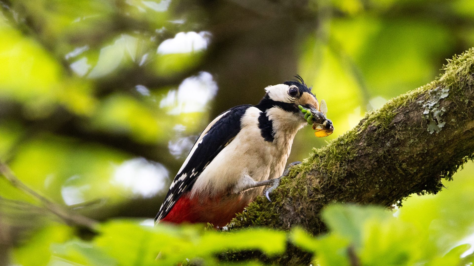 Typische Waldvögel, wie der Buntspecht, sind immer häufiger in Wohngebieten vorzufinden.