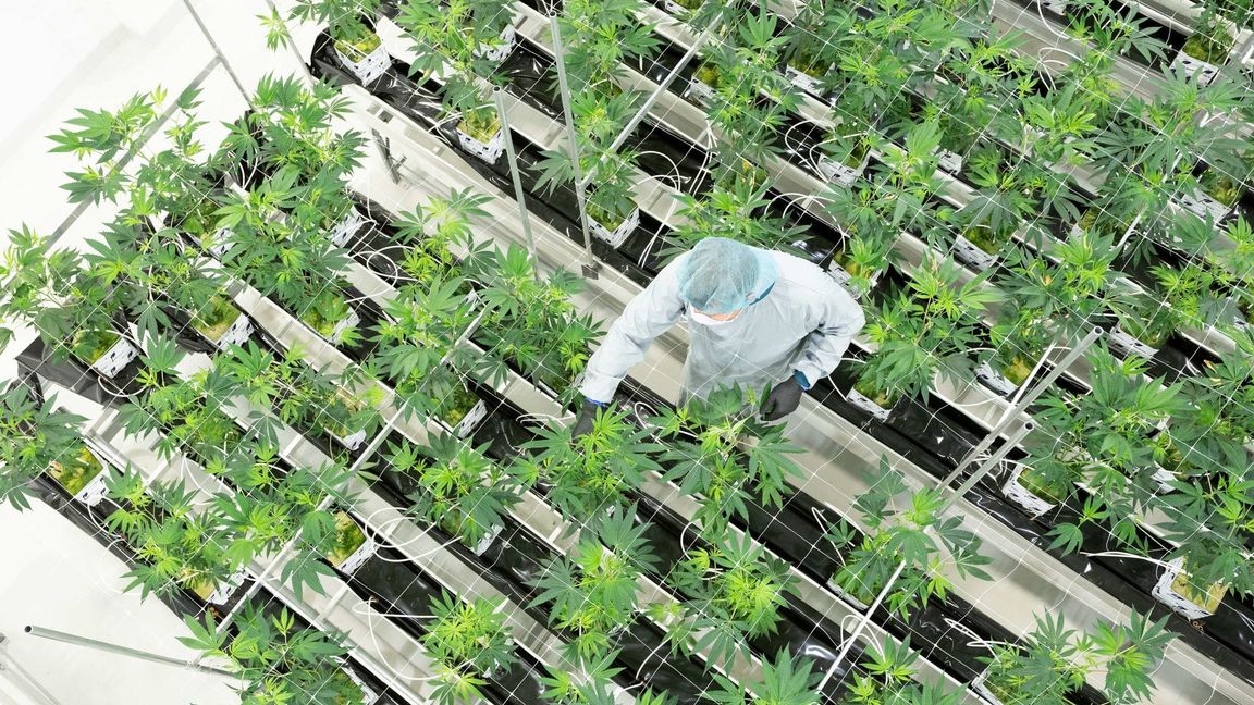 Die Nachfrage nach medizinischem Cannabis stieg zuletzt stark an. (Archivbild)