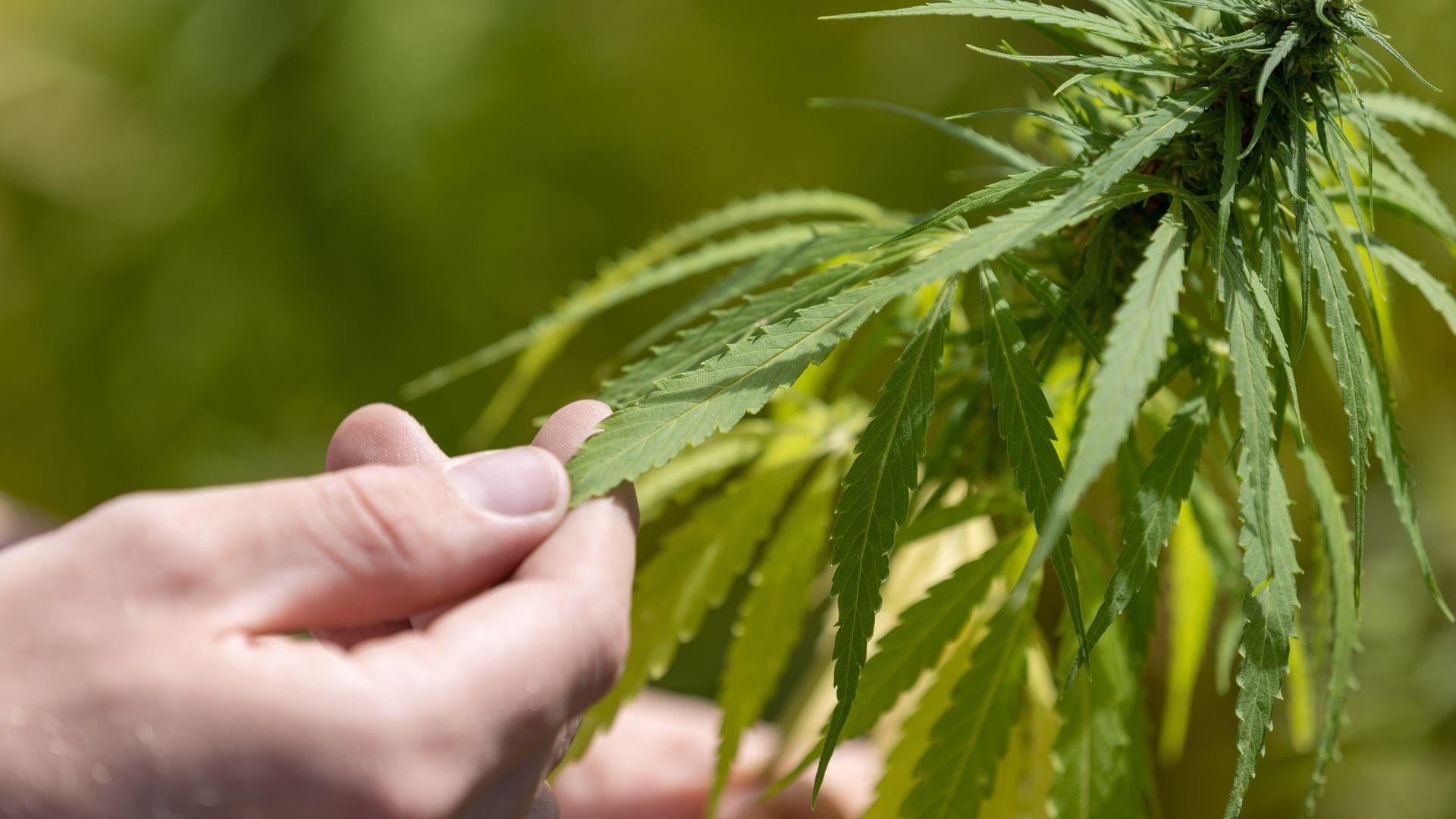 In den Cannabis Clubs dauert die Ernte noch etwas. (Archivbild)