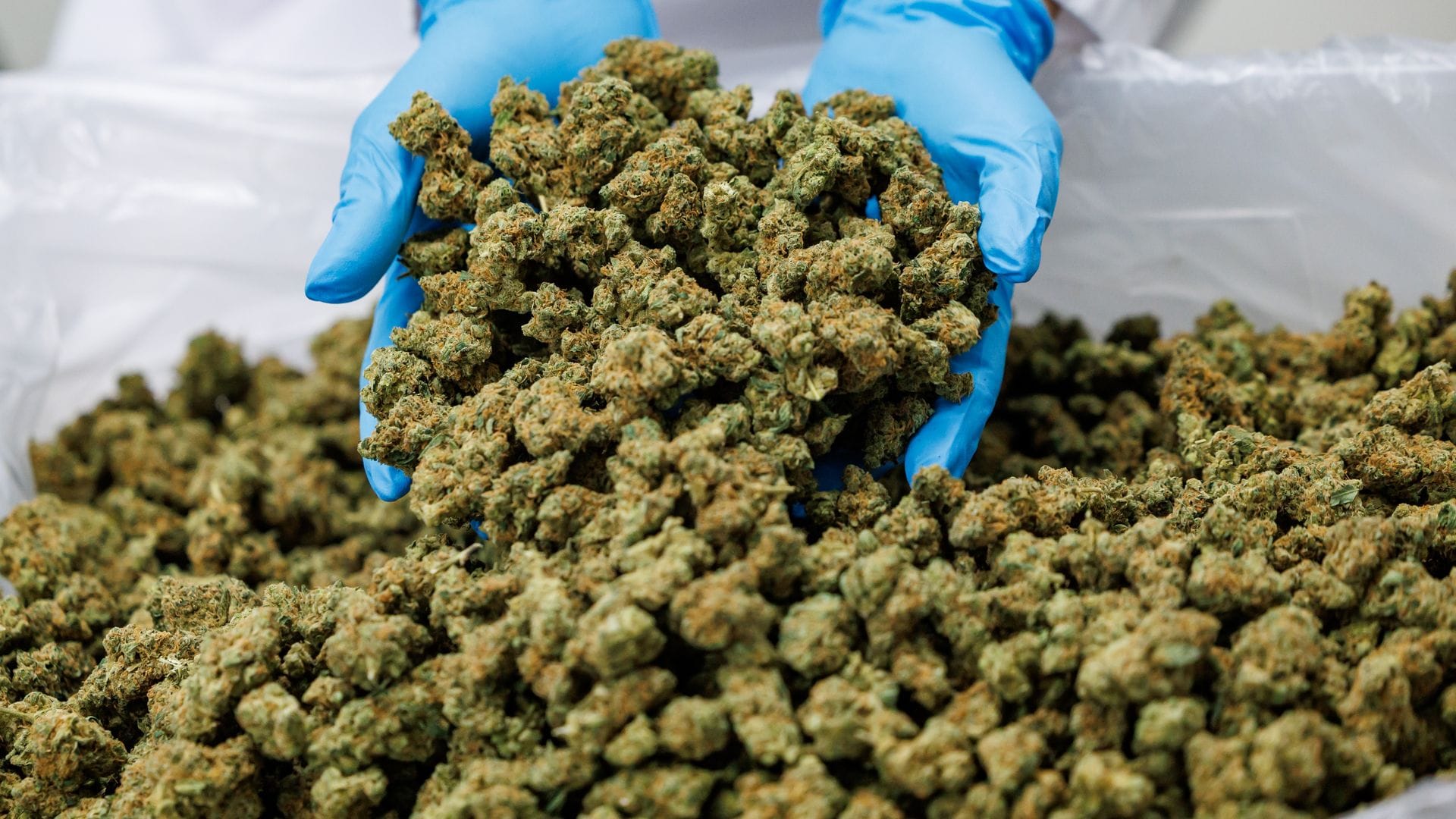 Medizinisches Cannabis lässt sich zum Beispiel in Form von getrockneten Blüten bestellen. (Archivbild)