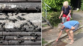 Die betroffenen Anwohner in Tübingen wollten der Ausbreitung der invasiven Ameisenart Tapinoma magnum in ihrer Straße nicht weiter zusehen und wurden selbst tätig – jetzt auch mit Unterstützung der Stadt.
