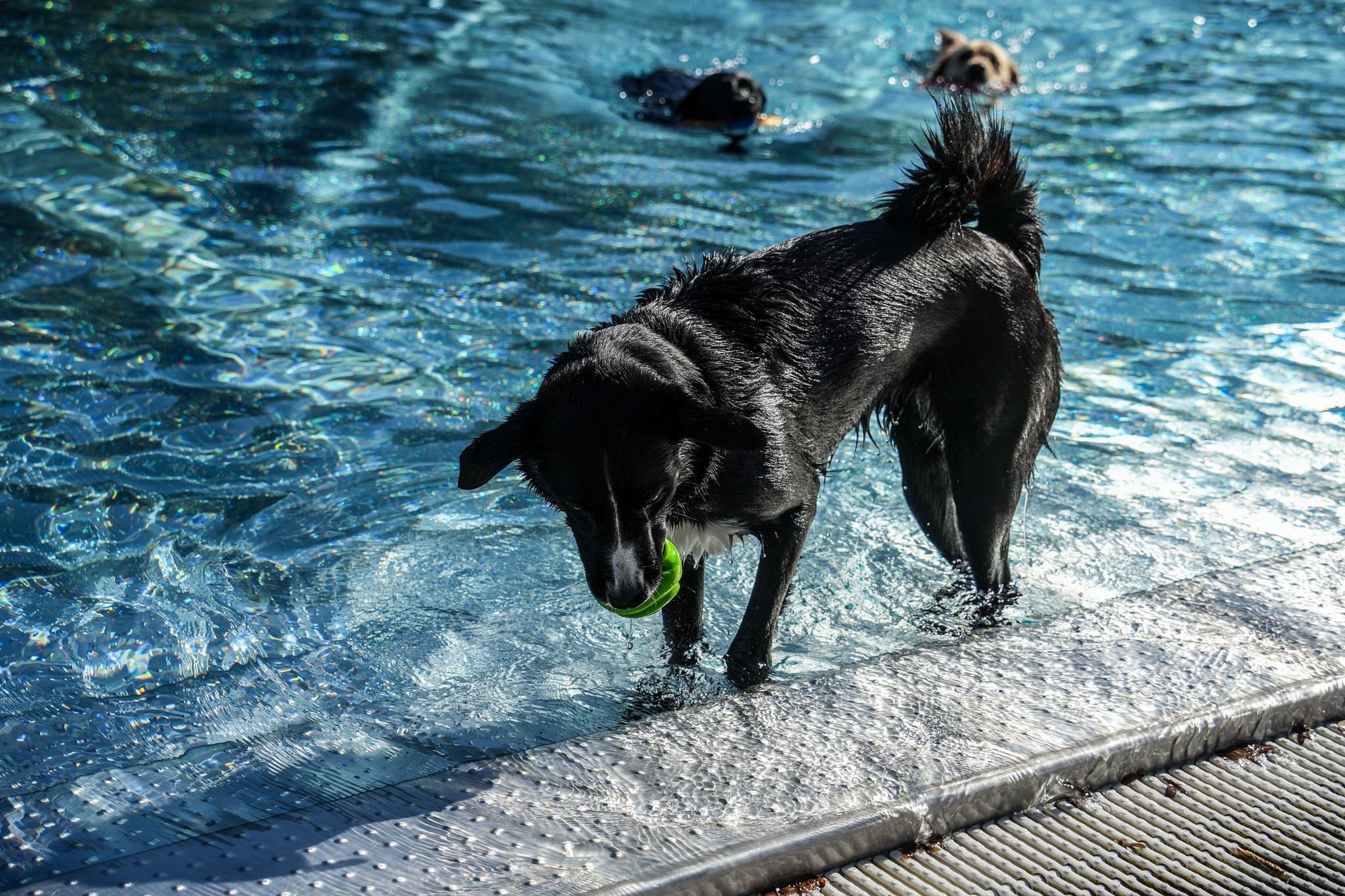 Ein Spaß für Hund und Mensch.