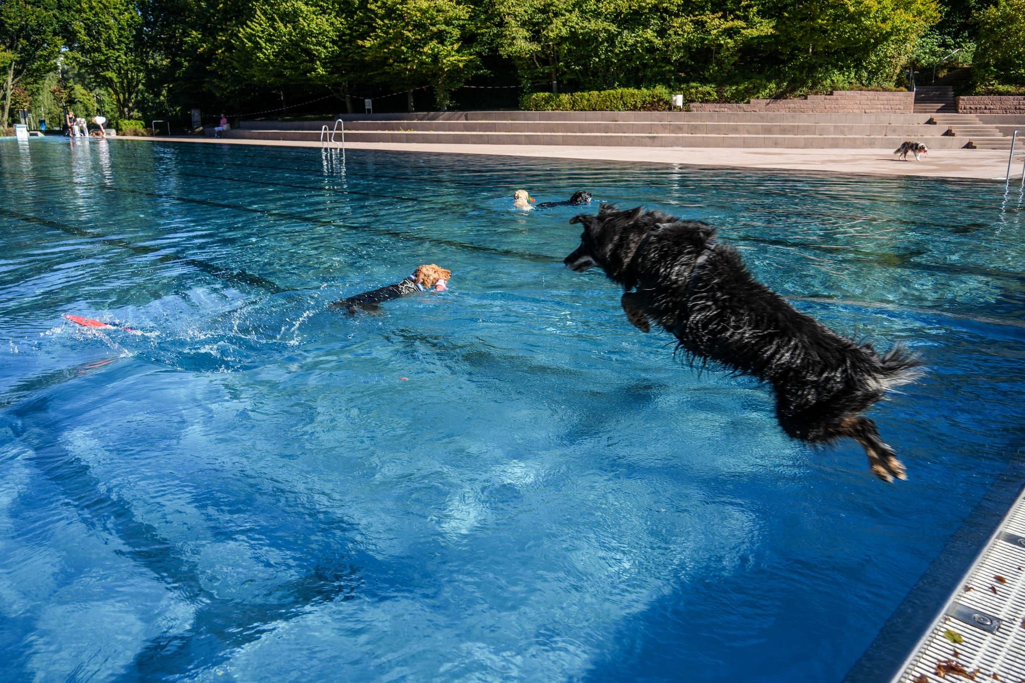 Ein Spaß für Hund und Mensch.