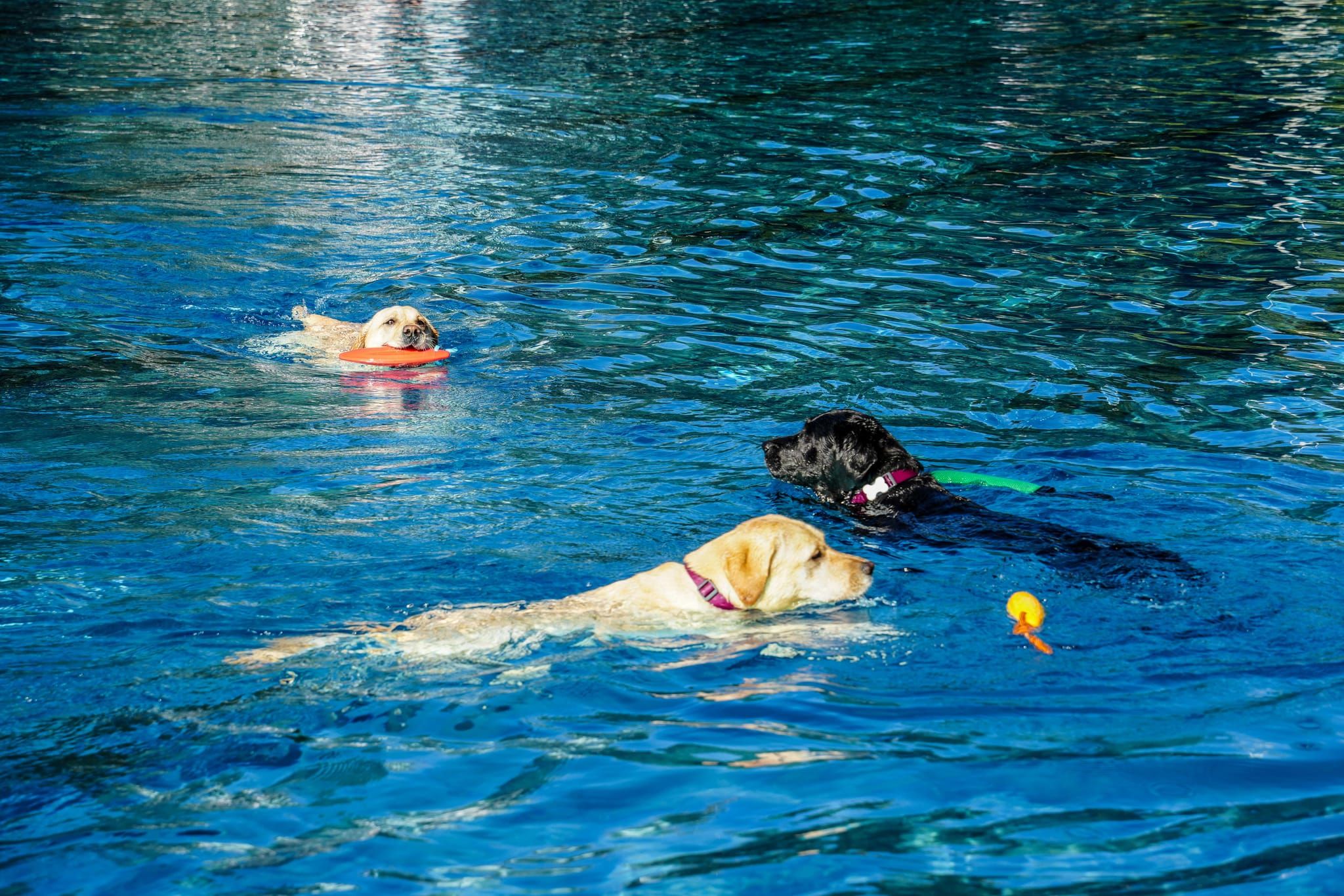 Ein Spaß für Hund und Mensch.