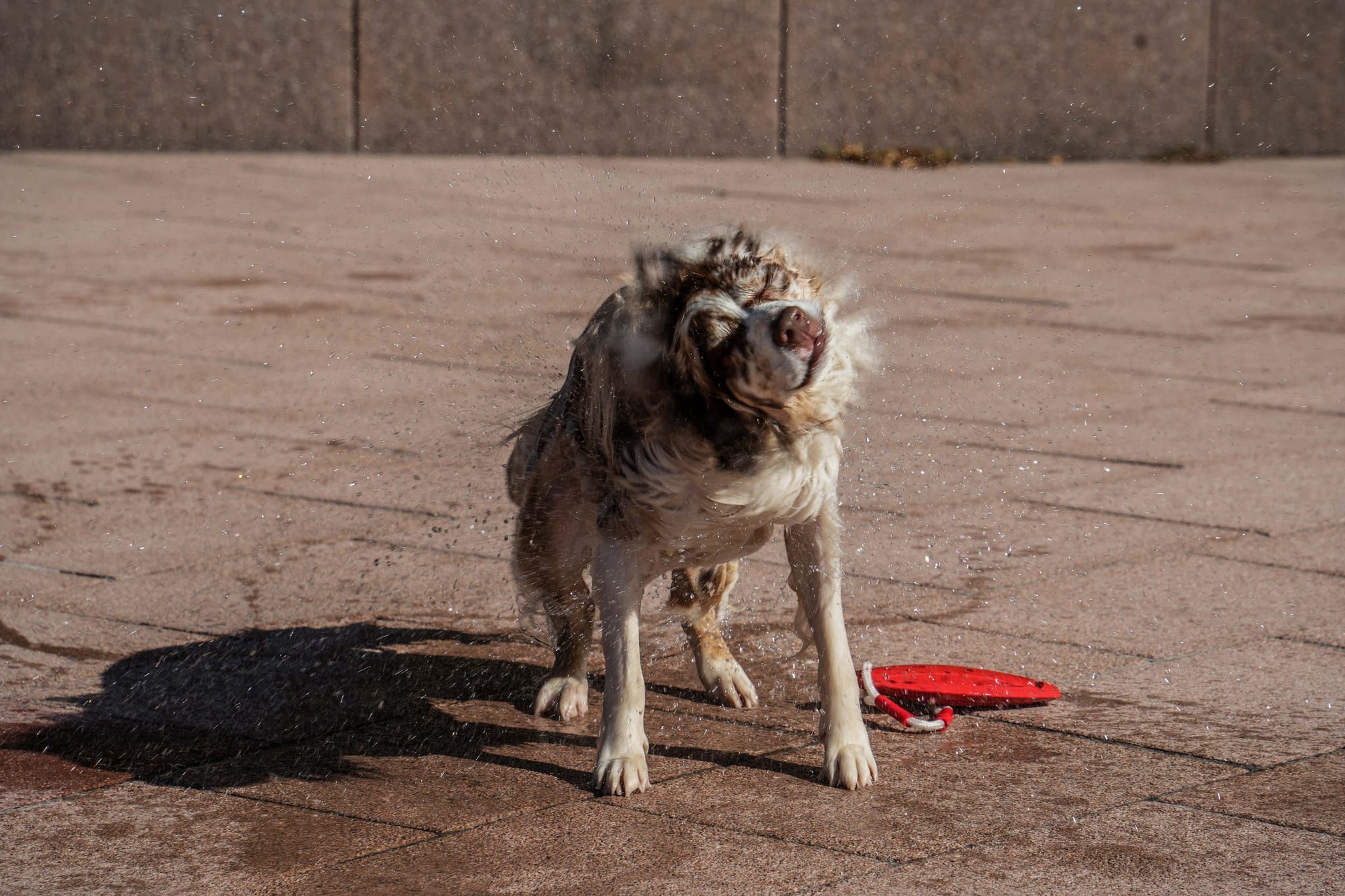 Ein Spaß für Hund und Mensch.